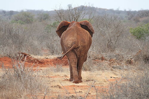 Going North Safari, Safari, Kenia, Elefant