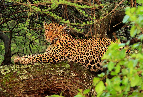 Tansania Migration Safari, Tansania, Migrafion, Wanderung, Safari, Serengeti, Leopard