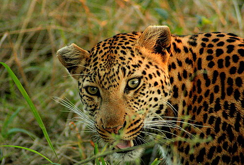 Lodge, Hausboot, Mobile, Camping, Gruppensafari, Safari, Botswana, Khwai, Okavango, Delta, Leopard
