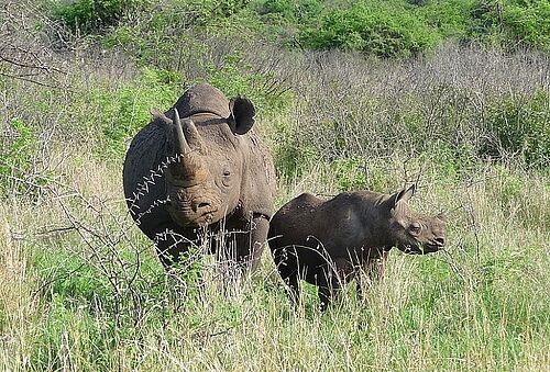 Nashorn-Mutter mit Kind