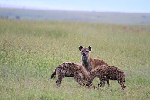 Abenteuer, Ostafrika, Kenia, Safari, Gruppenreise, Masai Mara, Hyänen