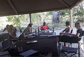 Elefant zu Besuch im Safari Camp in Botswana