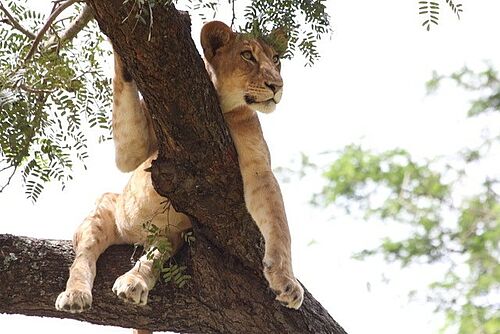 Junger Löwe klettert in einem Baum in Uganda