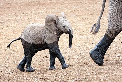 Baby-Elefant in der Serengeti in Tansania