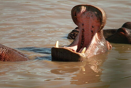 Nilpferd in Tansania