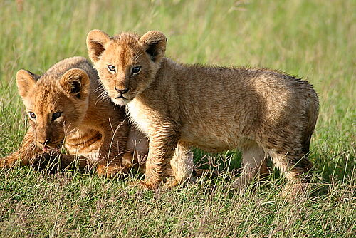 Masai Mara, Kenia, Safari, Flugsafari, Löwen, Löwenkinder