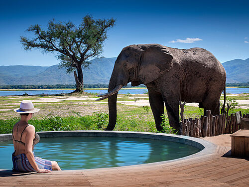 Eine Frau sitzt am Pool und sieht einem Elefanten zu, der in wenigen Metern Entfernung vor ihr steht