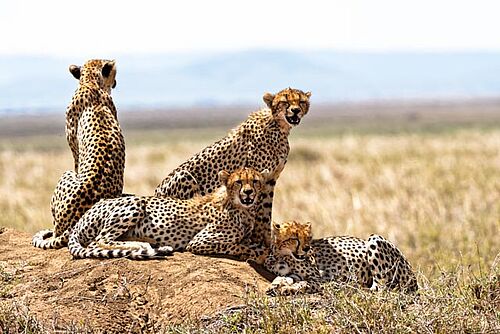 Geparden in der Serengeti in Tansania