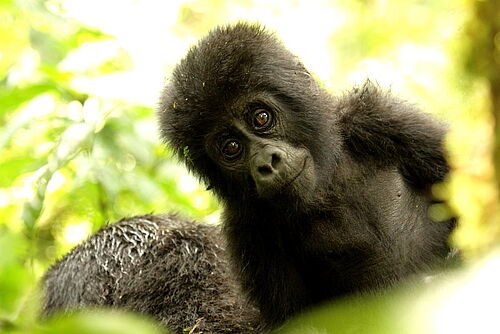 auf den Spuren der Primaten, Primaten, Safari, Uganda, Ruanda, Gorilla