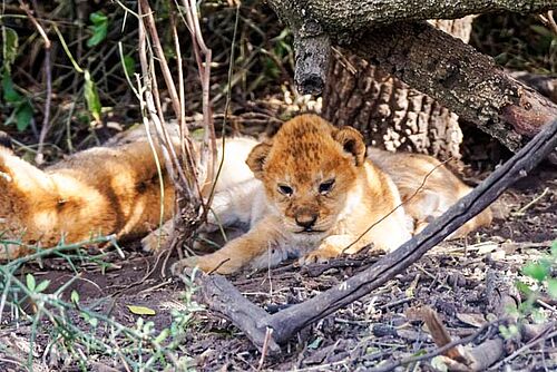 Löwenjunge in Tansania