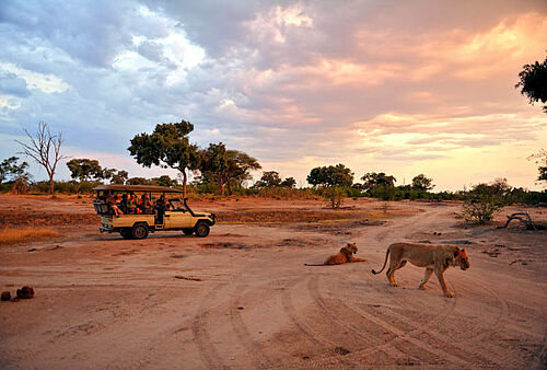 Eine Safari-Gruppe betrachtet zwei Löwinnen aus einem Fahrzeug heraus