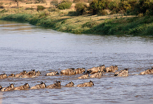 Mara Under Canvas in der Serengeti