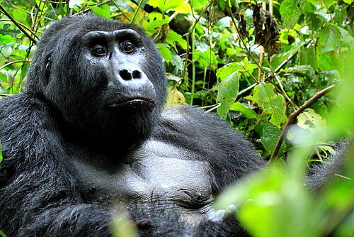 Uganda, Safari, Highlights, Bwindi, Gorilla, Trekking