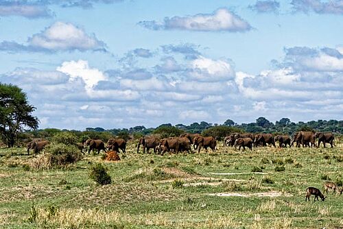 Elefanten Herde im Tarangire Nationalpark in Tansania