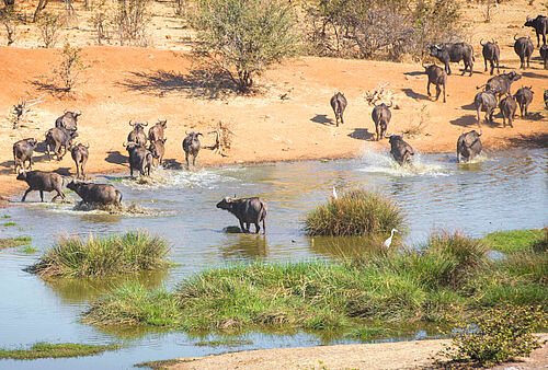 Eine Herde Büffel, die durch einen Fluss gezogen ist