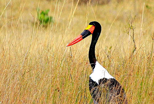 Vogelwelt in Botswana