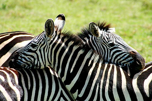 Out of Africa Safari, Safari, Kenia, Amboseli, Amboseli Nationalpark, Zebras