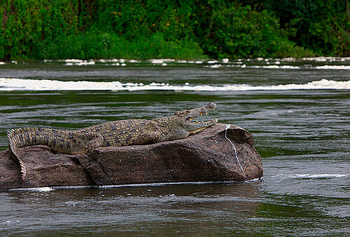 Krokodil im Murchison Falls Nationalpark