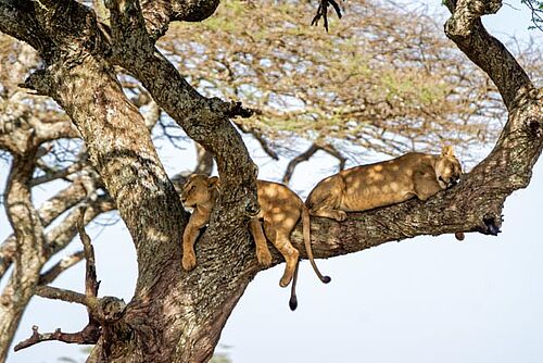 Baumkletternde Löwen in Tansania