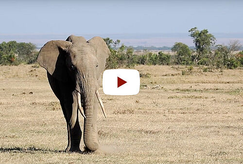Video Vorschaubild: Kicheche Laikipia in Ol Pejeta in Kenia