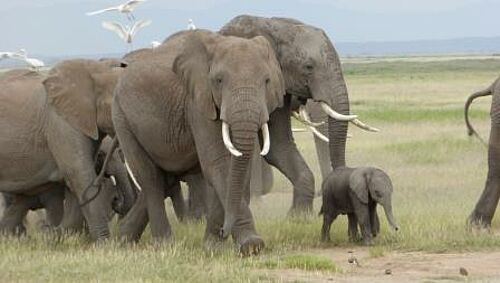 Elefantenherde mit kleinem Baby