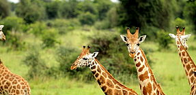 uganda safari erfahrungen