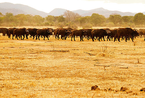 Tusk and Mane Safaris im Lower Zambezi Nationalpark in Sambia