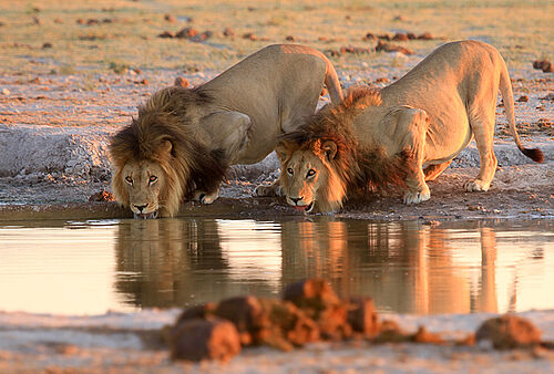 Löwen trinken an einem Wasserloch in Botswana