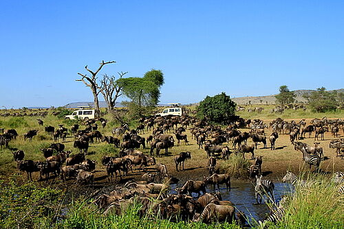Migration in der Serengeti in Tansania