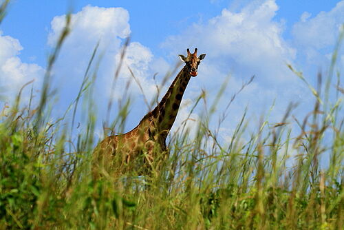 Giraffe in Uganda