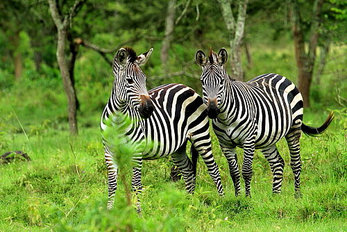 Abenteuer, Uganda, Safari, Lake Mburo, Zebras