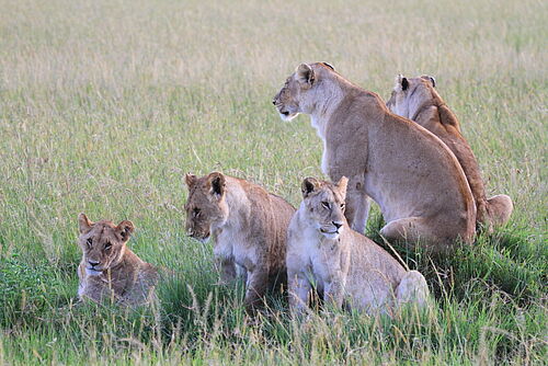 Romantik, Flugsafari, Safari, Kenia, Samburu, Samburu Nationalpark, Löwen