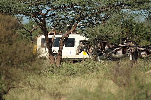 Zebras mit Safari-Fahrzeug im Hintergrund in Kenia