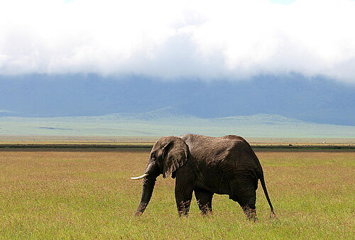 Abenteuer, Ostafrika, Tansania, Safari, Gruppenreise, Ngorongoro, Krater, Elefant