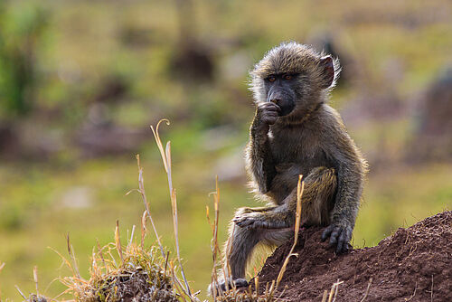 Affe in der Serengeti in Tansania