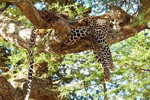 Leopard im Tarangire Nationalpark in Tansania