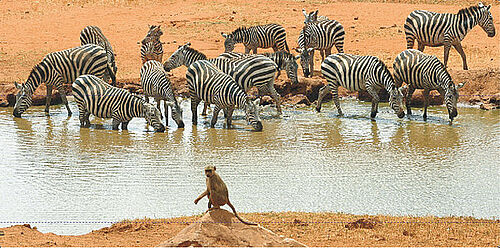 Zebras vor der Kilaguni Serena Lodge im Tsavo West Nationalpark in Kenia