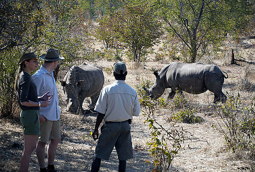 Safari-Teilnehmer betrachte zwei Nashörner beim Grasen