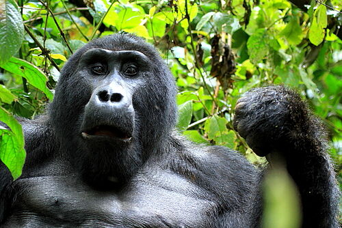 auf den Spuren der Primaten, Primaten, Safari, Uganda, Primaten, Gorilla, Trekking, Bwindi