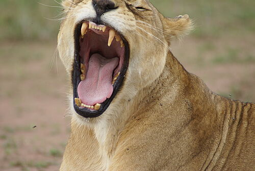 Gähnender Löwe in Tansania