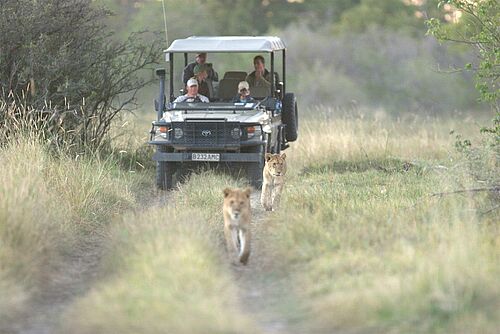 Okavango, Camping, Safari, Mobile Camp, Botswana, Moremi, Jeep, Löwen