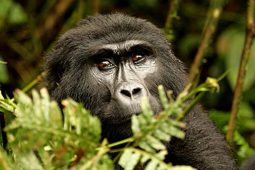 Uganda Intensiv, Uganda, Safari, Bwindi, Gorilla, Trekking