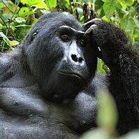 Gorilla kratzt sich nachdenklich am Kopf