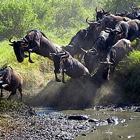 Gnus überqueren mit spektakulären Sprüngen einen Fluss bei der Migration in Tansania