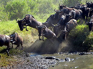 Gnus überqueren mit spektakulären Sprüngen einen Fluss bei der Migration in Tansania