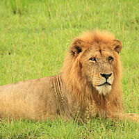 Löwe in Uganda