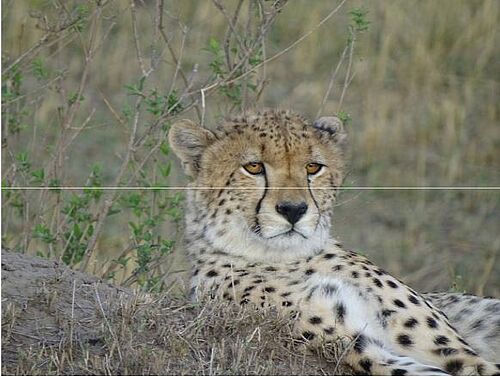 Gepard in Kenia