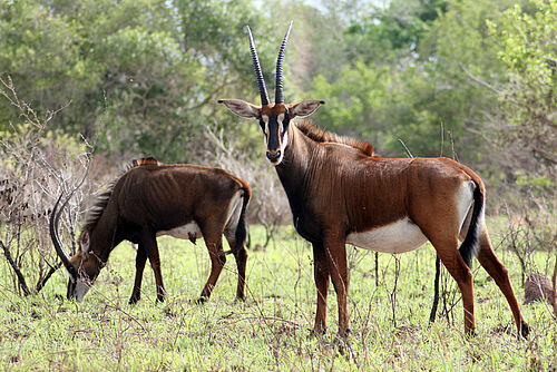 Antilopen in den Shimba Hills in Kenia