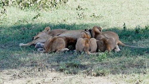 Löwen Familie ruht sich im Schatten aus