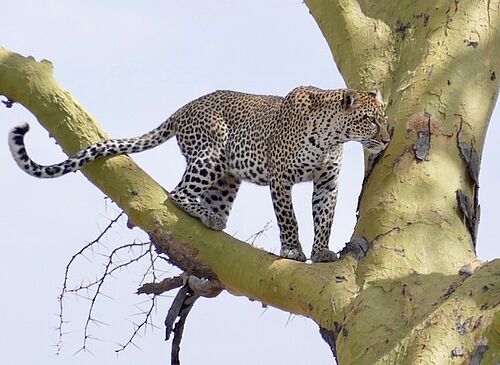 Leopard auf einem Baum in Tansania